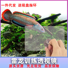 雷龙训练透视镜亚克力半透镜斗鱼罗汉逗鱼互动鼓腮咬缸训练工具