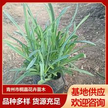 ���ع���С�^ͥԺ���@�G����ƺ�ر�ʯ�� ����ʯ��ݻ�ʯ��