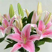 �M����ˮ�ٺϷN�����Ե����ļ������������L�����҃�����B