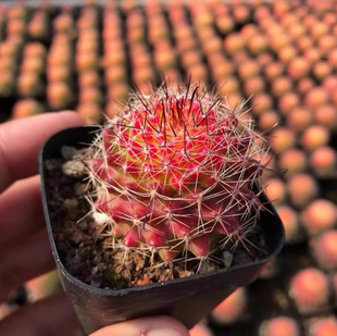 Self-Rooted Cactus Hongna Pill Flowering Group Succulent Plant Red in Winter and Green in Summer Naturally Changes