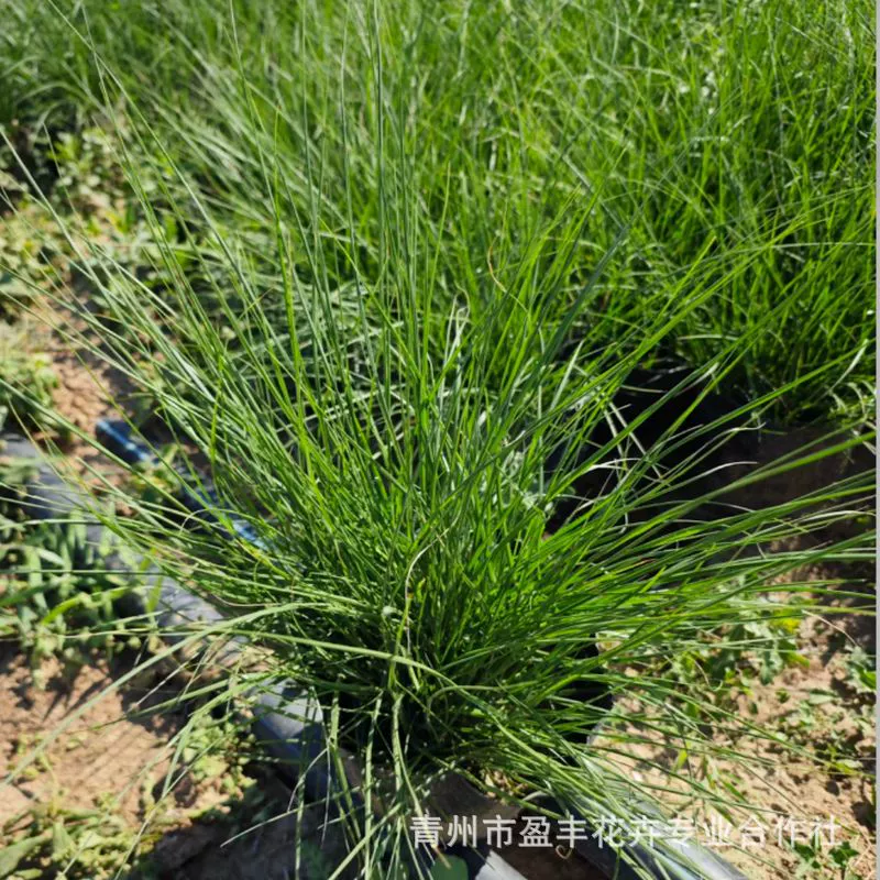 Базовые оптовые саженцы травы с хвостом волка для маленьких кроликов, саженцы травы с хвостом волка для больших кроликов, ландшафтные саженцы декоративной травы для инженерных работ