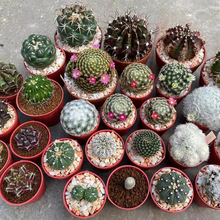 仙人球仙人掌组合花卉绿植盆栽多肉植物新手带小盆栽好带盆栽好