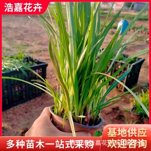 �������޸��߱޾ձ��绨������·��ͥԺ�������ͺ��͟��ϼt�뻨
