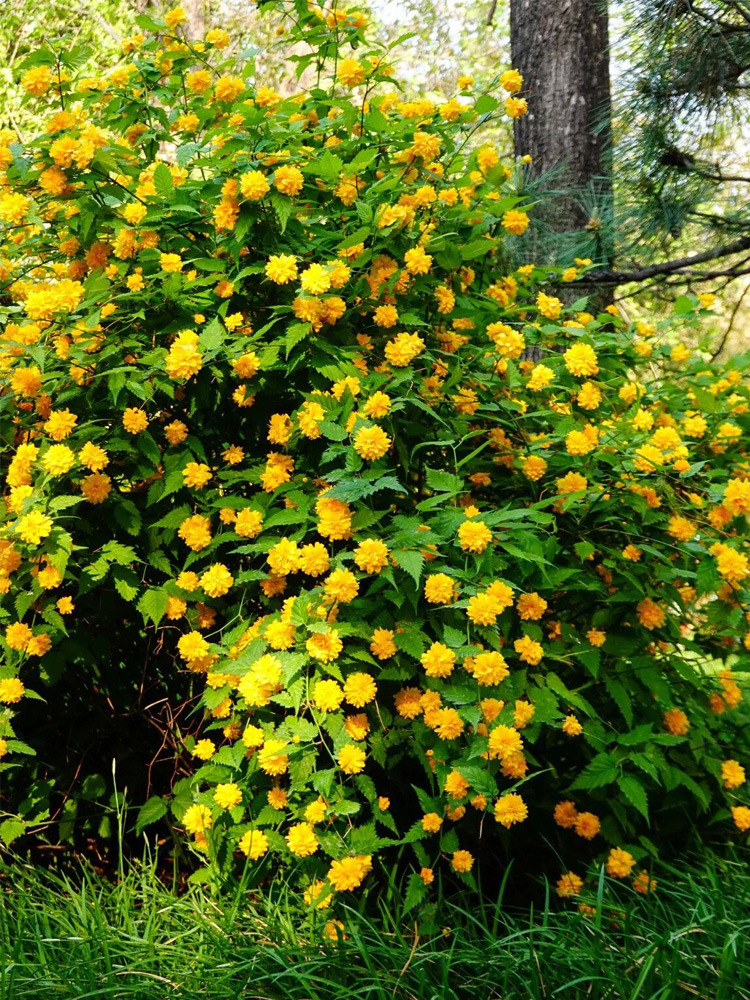 帮手主图-重瓣棣棠花苗盆栽耐荫爬藤攀缘花卉绿植物浓香多花耐寒