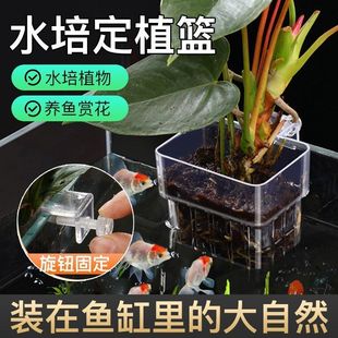 Hydroponic Plant Wall-Mounted Planting Basket Fish Tank Transparent Water Planting Cup Round Thickened Wall-Mounted Home