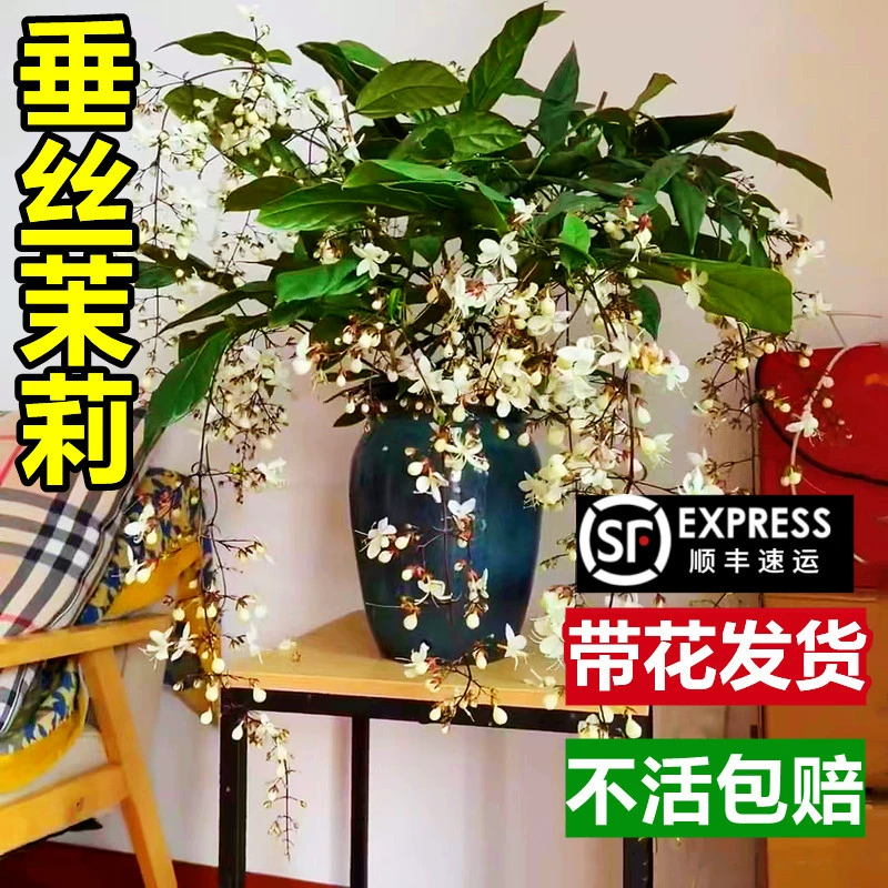 Окунание Шелкового жасмина в горшке с бутоном импортное зеленое растение в помещении Белая бабочка Four Seasons цветущие Редкие Висячие растения саженцы