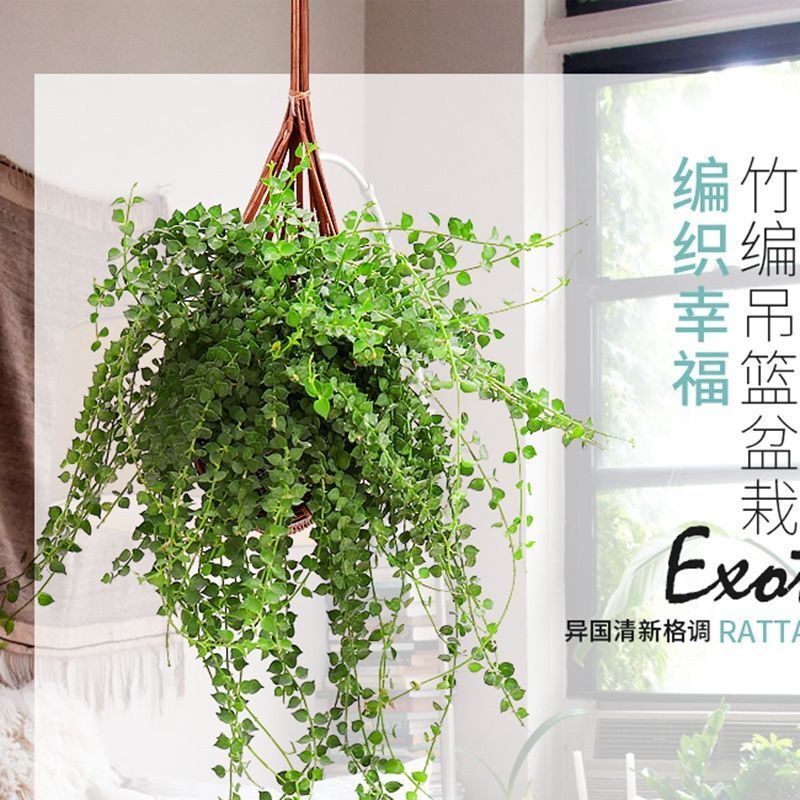 Million Heart's Love Vine Lover's Tears Buddha Beads Succulent Chlorophytum Hanging Indoor Balcony Wall Hanging Hanging Leaves Absorbs Formaldehyde