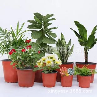 �pɫ��������I�B�����ϷNֲһ���Բ����Ӻ��̖�������ݮ������