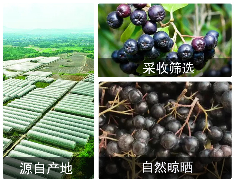 Aronia Berry Dried Fruit (Aronia melanocarpa) — Black Chokeberry, Food-Herb Dried Berries in use