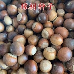 批发橡树种子橡子树种子栓皮栎种子软木栎粗皮青冈白麻栎浆栎果种-阿里巴巴