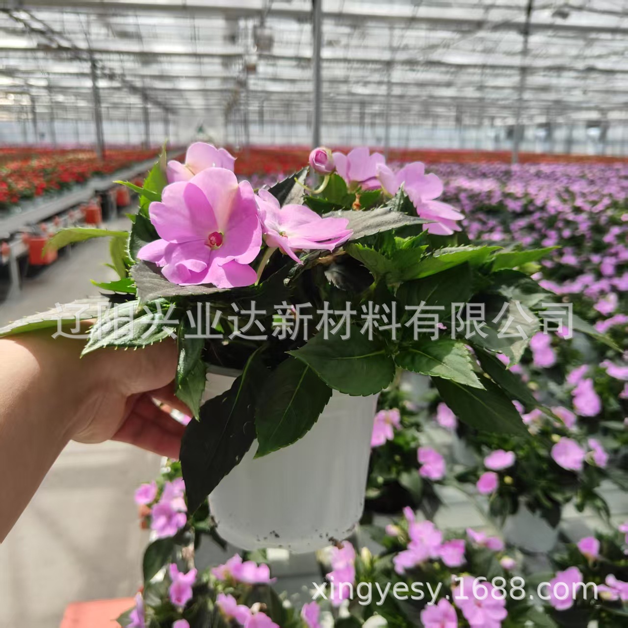 Two-color big white plastic flowerpot