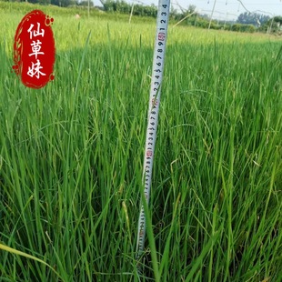 Floating Water Plant Fragrant Cattail Seedlings, Water Candles, Cattails, Calamus, Cattail Sticks, Pond Wetland Park Aquatic Plant Greening