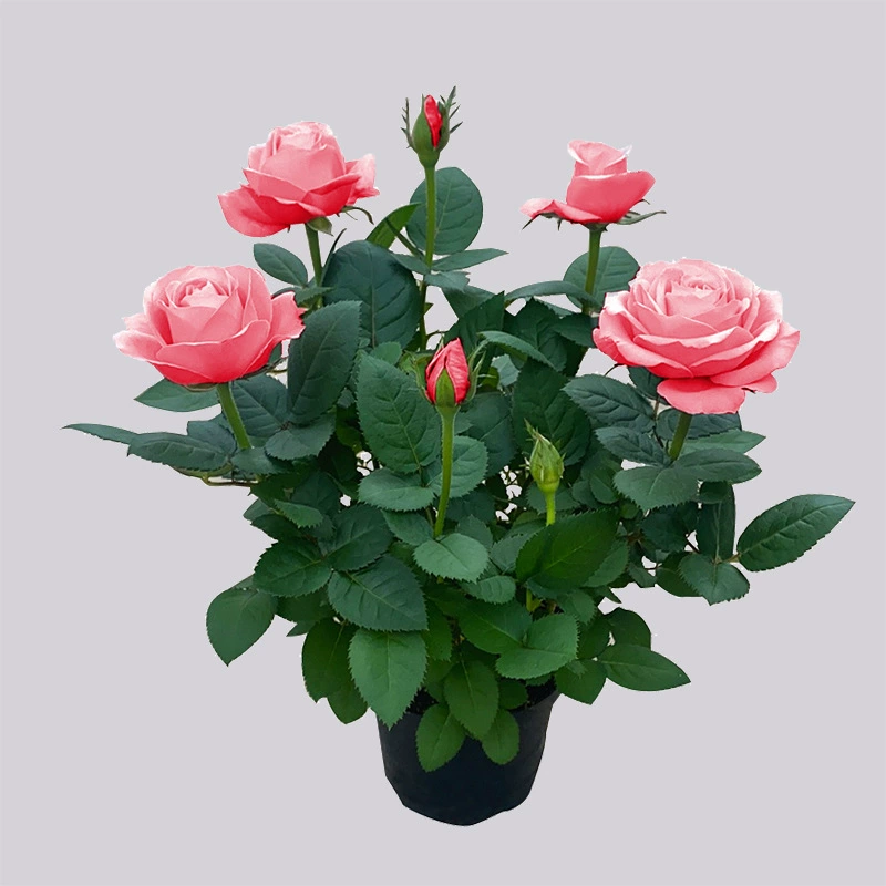 Сок балконных розовых розы цветут круглый год, зеленые растения в горшках, комнатные цветы, ленивые розы с бутонами, двор.