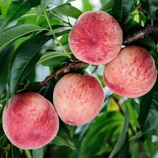 Early-Maturing Peach Saplings Grafted with Yellow Peach Trees and Vines That Bear Fruit in the Same Year. Saplings Planted in the South and North. Peach Tree Fruit Seedlings