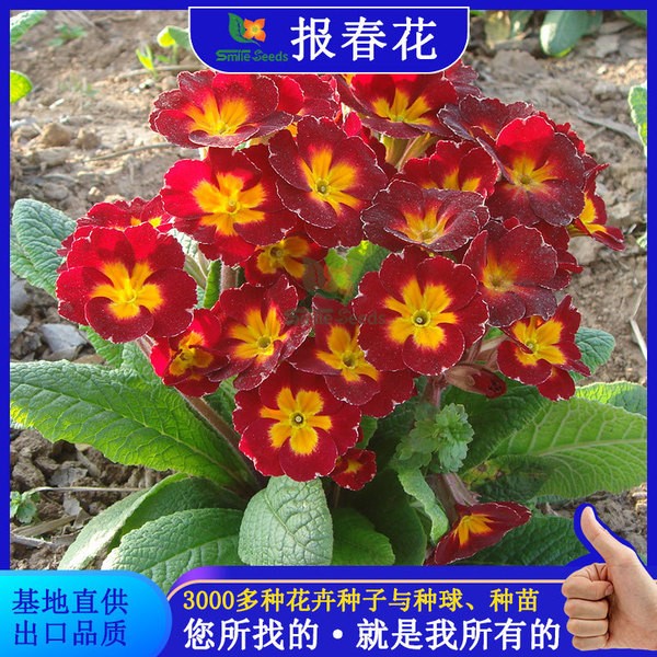 Baochunhua seeds perennially staying at the root balcony potted four…