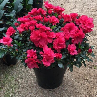 Rhododendron potted plant Four Seasons flowering Four Seasons evergreen indoor outdoor balcony flowers green bonsai air purification