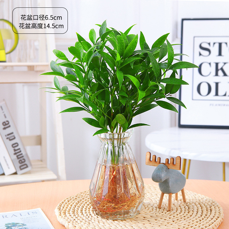 엄선된 대형 모기퇴치대나무 10그루(투명 다이아몬드 유리병+크리스탈 머드) + 영양액