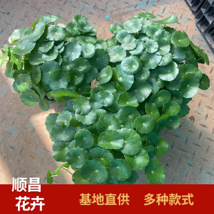 �~�X�ݴ������l�Gɫˮ��ֲ�� ˮ��ֲ���~�X�㹽�����B��ˮ��쾰