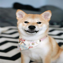 纯种日本柴犬幼犬活体赛级双血统豆柴幼崽中型乐观爱笑干净小柴犬
