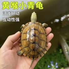 小乌龟皖南小青龟小宠物龟适合家养的乌龟活物纯种龟苗黄喉