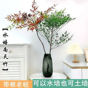 ˮ��ֲ�����������Ԏ����Ϙ��҃ȾGֲ�����ļ����B�R��ľ���F��