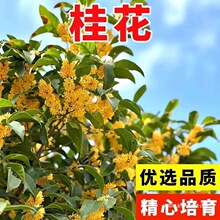 �羳���l�𻨷N�� ����ļ��𻨷N��ľ�N���ļ��ײ��׻�ͥԺ���@