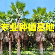 福建老人葵批发浙江华棕价格 江苏华盛顿棕榈 上海华盛顿葵价格