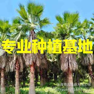 Fujian Elderly Palm Wholesale Zhejiang Huazhou Palm Price Jiangsu Washington Palm Shanghai Washington Palm Price