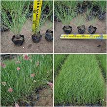 ë�ڲ����۲ݼtë���^�p�ݻ������l