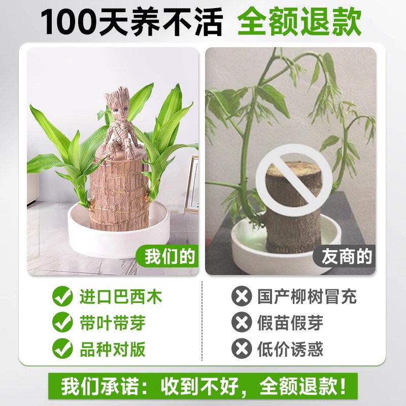 国境を越えた卸売ブラジル木水耕栽培植物幸運の木の切り株と芽と花のデスクトップ小さな鉢植えグルート|undefined