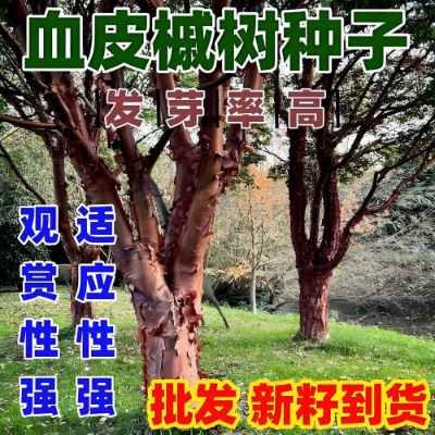 槭树血皮槭种子鸡爪槭种子茶条槭复叶槭糖槭大小叶彩色荒山造林快