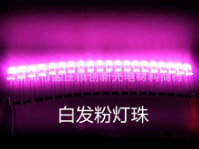 供应LED电子灯箱高亮白发粉色连体灯珠5mm发光二极管LED灯箱材料
