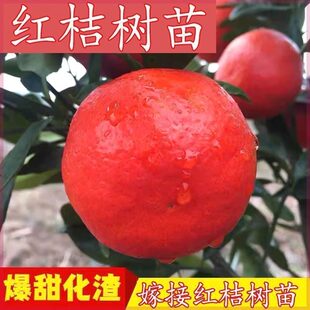 ��Ʒ�N�|���t�ۘ���޽�ɳ�ǽ�����o���۽����������Ե��Թ�����