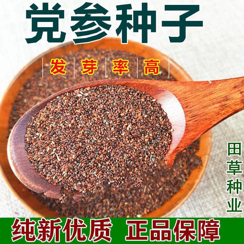 党参种子新产材种子岷县党参种子纯新党参子白条党参籽纯新货