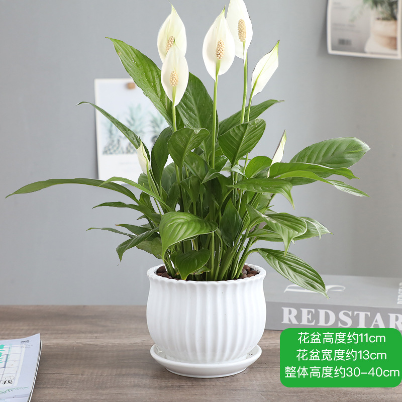 특급 부드러운 항해 흰색 손바닥 + 흰색 미세한 선 세라믹 세면대