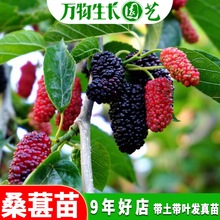 桑葚树苗 嫁接苗 桑葚苗 盆栽 四季结果 水果树苗 长果桑树苗