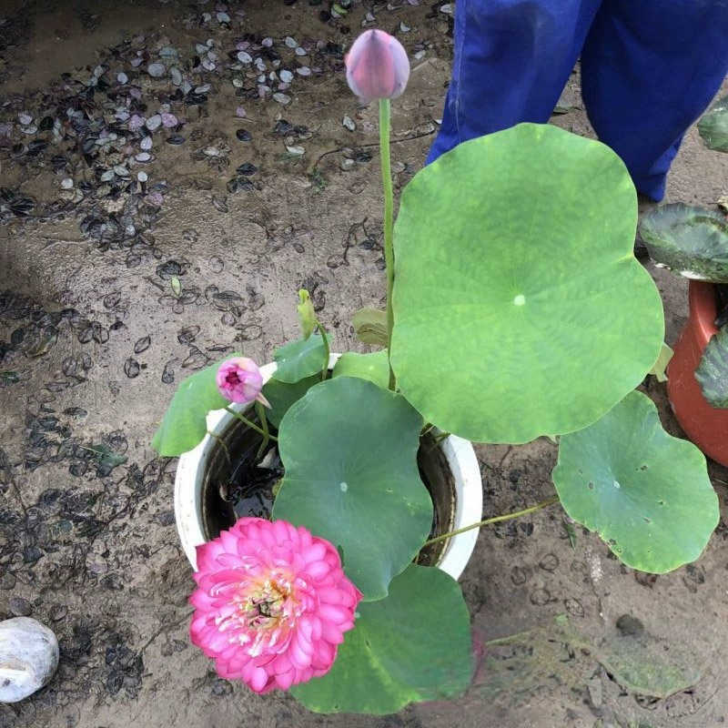 Лотос базы собственного производства лотоса чашки в горшках саженцы сортов полные спецификации полный доступным