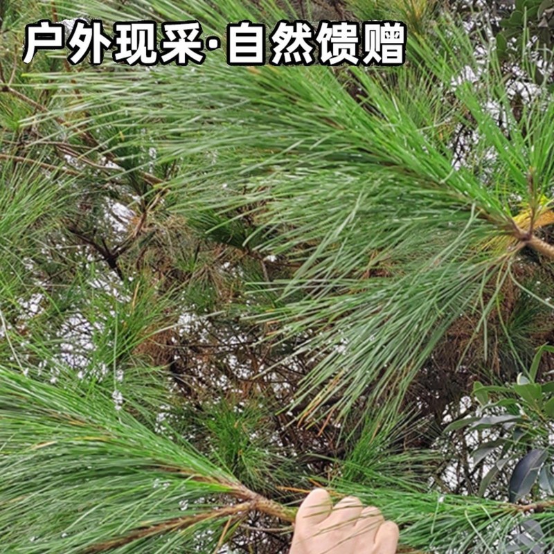 马尾松针 贵州深山现采松针新鲜松枝叶松针酵素马尾松山松针 针叶|undefined