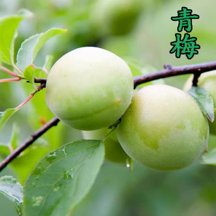 ��Ʒ�N��÷���ش����÷������÷������ϱ����NֲͥԺˮ�������