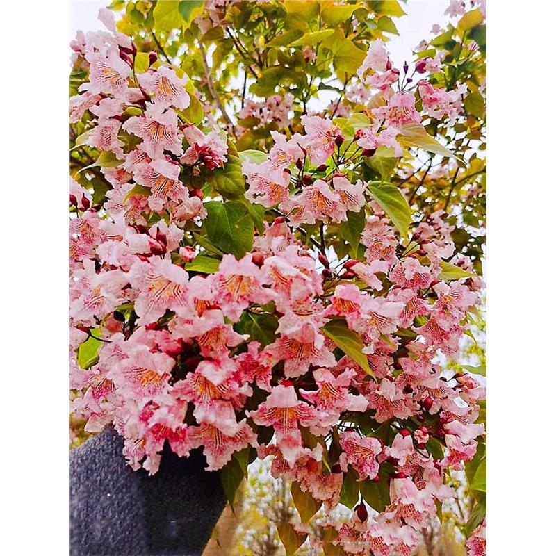 楸树花楸梓树金丝粉红花园树鹅掌苗紫花粉色室外庭院风景正宗耐寒