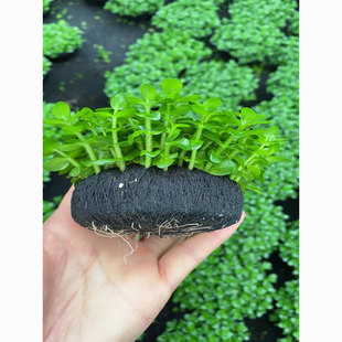 Aquatic Plants for Aquarium Landscaping: Easy-To-Care-For Hydroponic Oxygenating Freshwater Grasses and Negative Plants