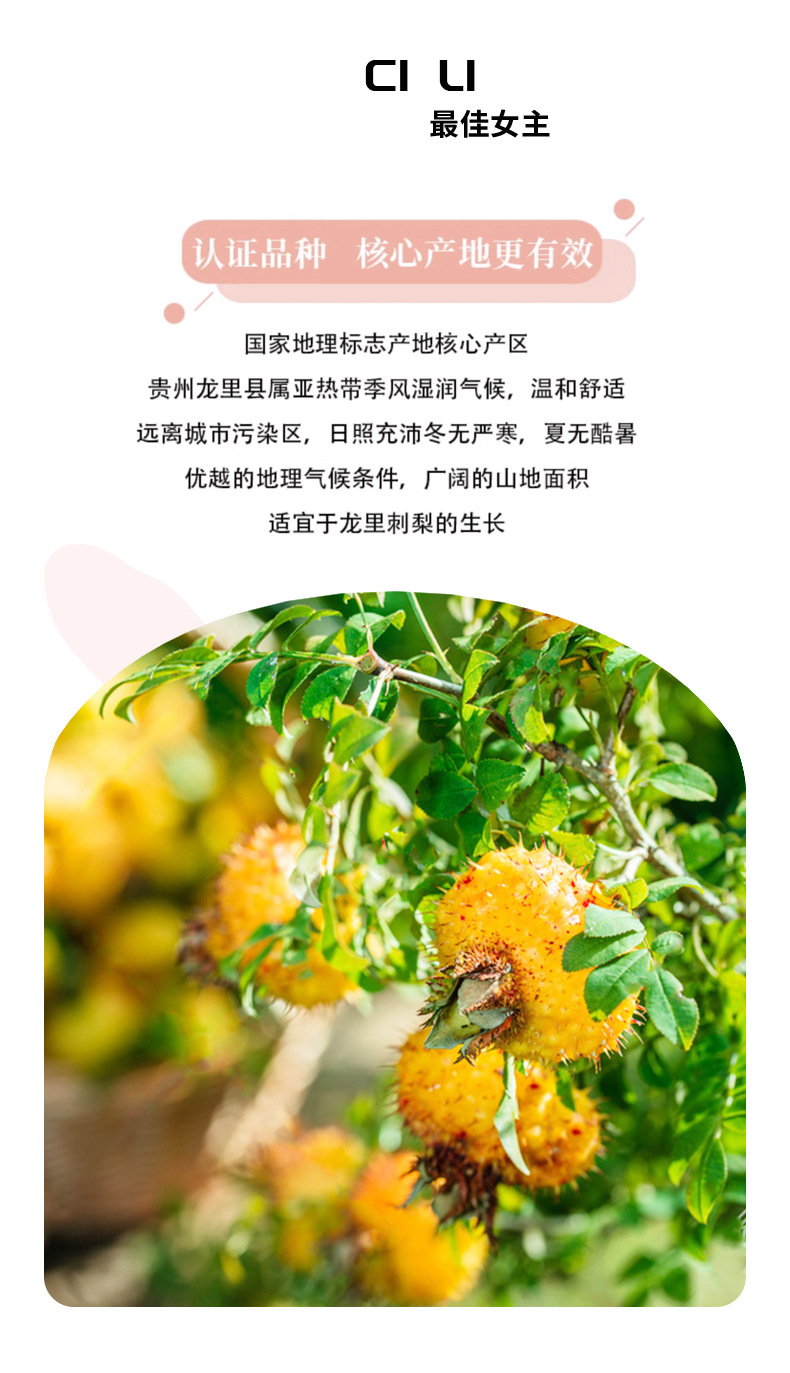 Dried Rosa Roxburghii Fruit Tea Cili Guizhou Hand-Selected 500g key features