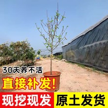 冬桃树果苗嫁接血桃苗果树特大早熟南方北方种植水蜜桃子苗新品种