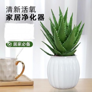 Aloe hydroponic indoor potted plants beautify the air office desktop drought-resistant good flower bonsai green plant to remove some aldehyde