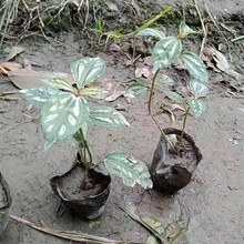 供应冷水花20公分高绿化景观设计种植小区别墅厂区养护