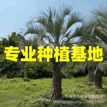 福建热带植物布迪椰子树 河南布迪椰子价格 江苏布迪椰子基地批发