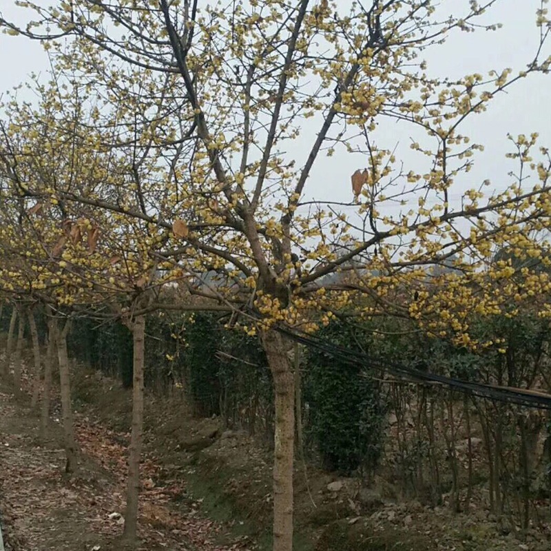 批发行道绿化独杆腊梅树苗 基地批发单杆腊梅树3-15公分独杆腊梅