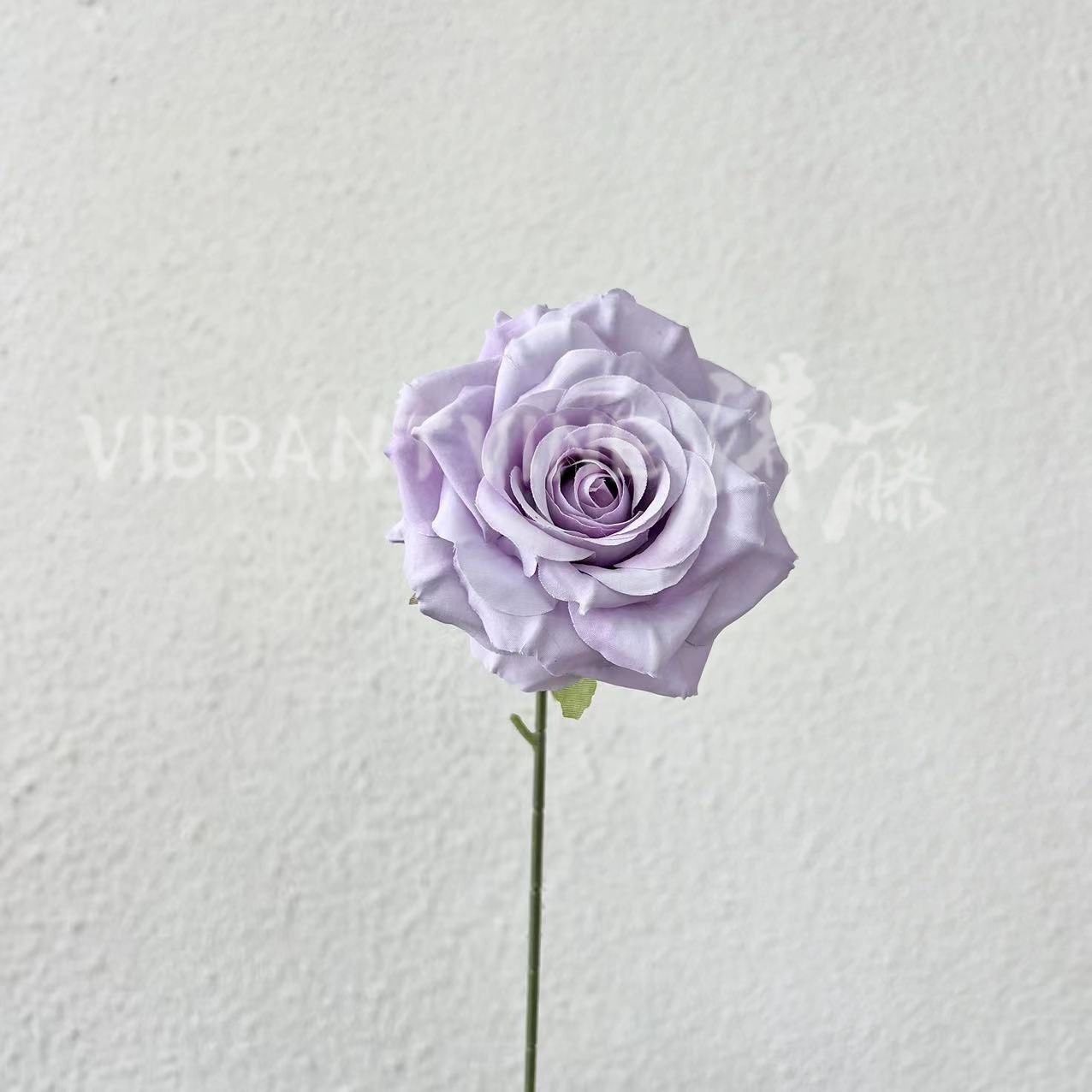 Rosa Manta de un solo tallo, color lila claro.