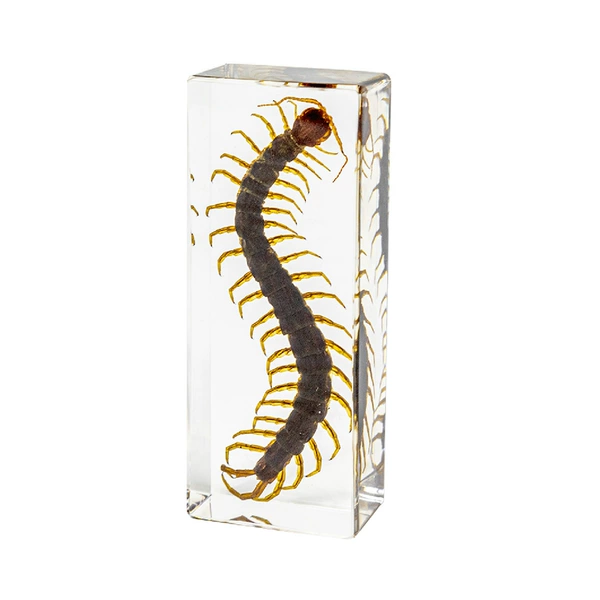 11CM large centipede