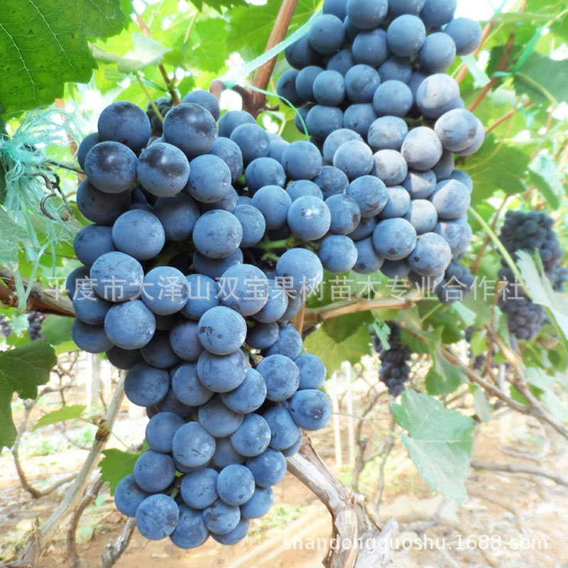 酿酒 品丽珠葡萄苗 北方南方种植 赤霞珠 蛇龙珠 品种多 价格低